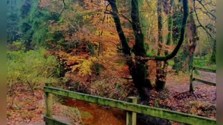 Late autumn colours, Northern Ireland