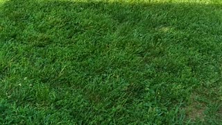 Turf Touch Helps With The How-To of Green Lawns