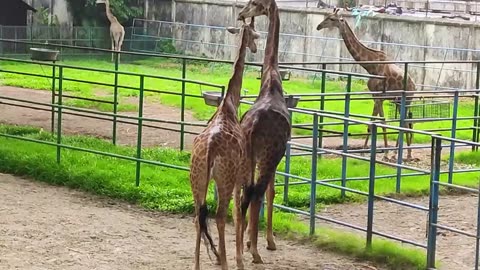 Giraffe Mating Behavior