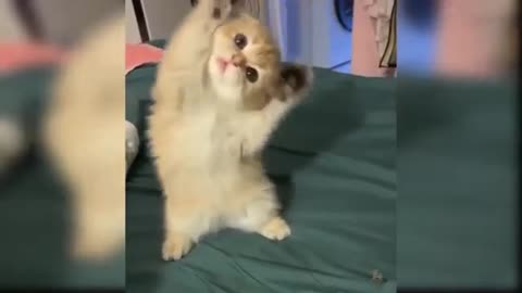 Cute and funny baby cat compilation #3