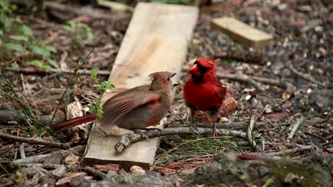 Loving charming cardinal birds pair