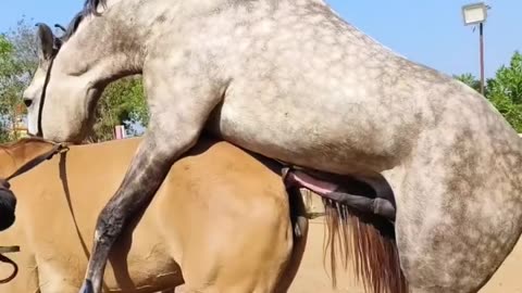 Sex horse animaux