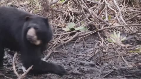 Two spectacled bears transferred to Colombia sanctuary after failed release into the wild