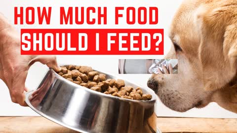 Food Allergies in dogs