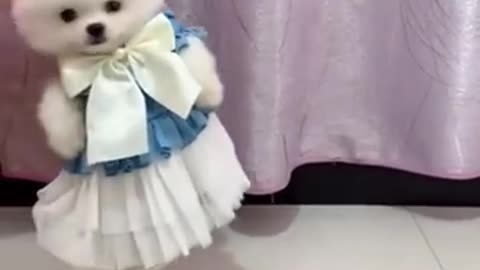 cute pomeranian | dog status video.