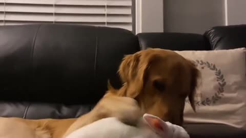 Dog and Rabbit are friends || Rabbit and dog love each other