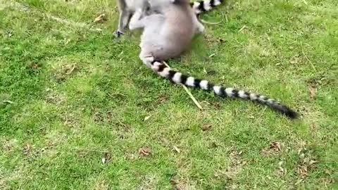 Tailed lemur