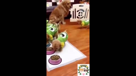 Funniest pet videos of the year