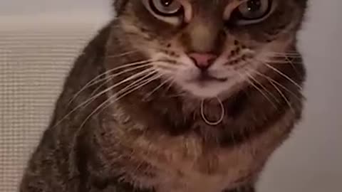 Funny animals - Funny cats and dogs - Funny animal videos 2023🤣