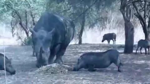 rhino throws wild boar in the air when attacking him