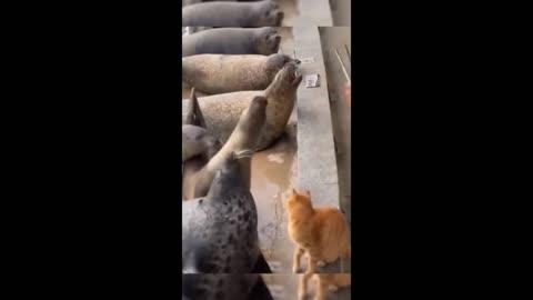 Funny animal and animals video