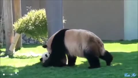 Hilarious Baby Panda Performance, Panda having fun with Zookeeper, Attempt to refrain from laughing.