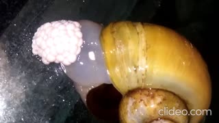 Snail Laying eggs