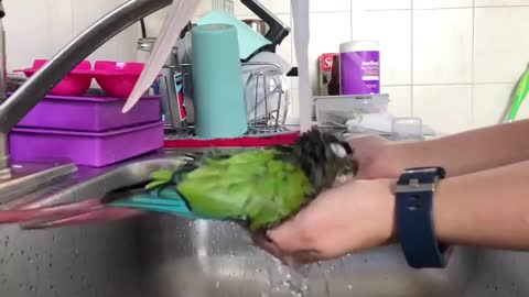 parrot loves talking