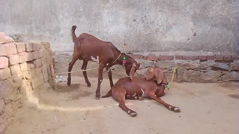 Bakri ka Masti