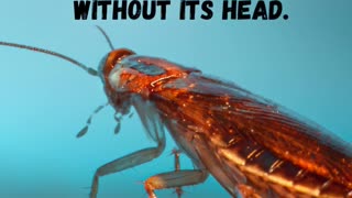 Fun Fact - Cockroaches