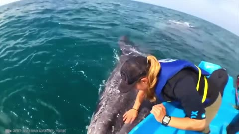 Incredible Whale-Human Encounter