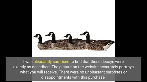 Read Comments: Avian-X Topflight Pintails Durable Ultra Realistic Floating Hunting Duck Decoys,...