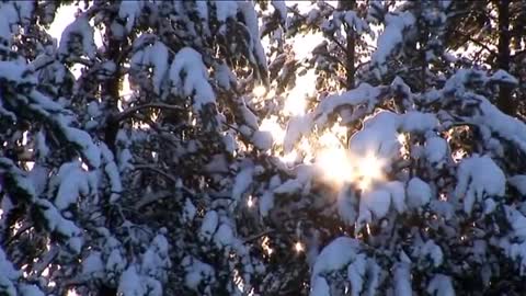 Reindeer in Lapland in Finland - tourism video about Finnish Reindeer porot Finnish Lapland Travel