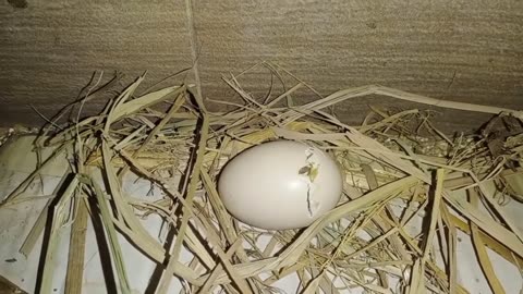 Egg hatching 🐣