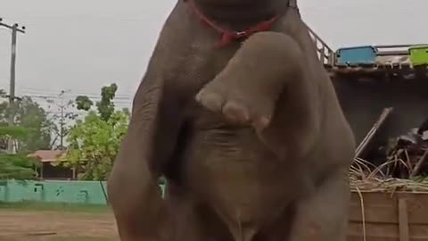 5 Legged Elephant