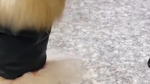 #funny #animals #funnyvideo #stupid #foryoupage#funny #animals #funnyvideo #stupid #foryoupage