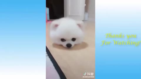 "Hilarious Moments with Dogs and Cats 😁 Best Funny Animal Videos of 2024 🥰 #23"