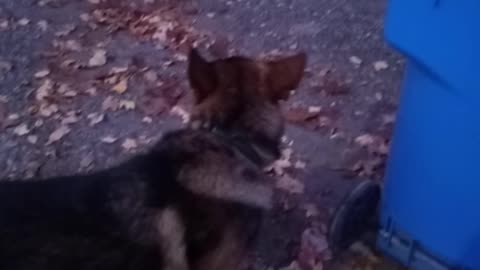 German shepherd barks at trash can!