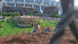 Mike the Tiger -- LSU