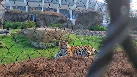 Mike the Tiger -- LSU