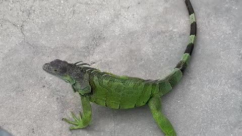 Key Largo Lizards Love Swedish Fish! True Story!