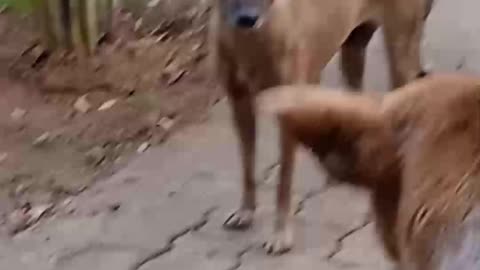 The dogs are very happy.🐕🐕🐕🐕🐕🐕 # Dog shorts video
