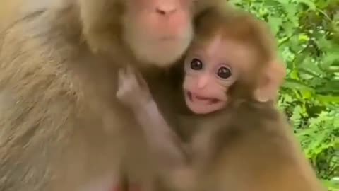 Cute Baby Monkey with Mom