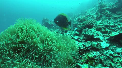 Dauin Marine Sanctuary offers reef and muck diving to scuba divers and snorklers