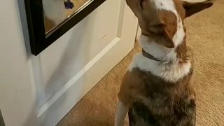 Confused dog barks at his reflection in the mirror