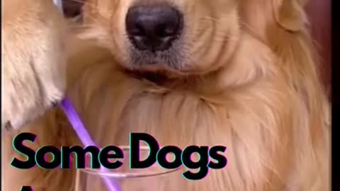 Some dogs are geniuses | Funny dog Videos | Funny Dog Life #shorts #dogshorts #chihuahua