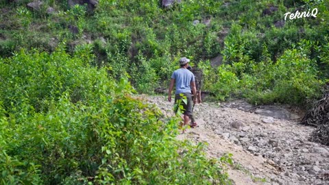 How Natural Rubber Latex is Extracted From Millions of Hevea Trees