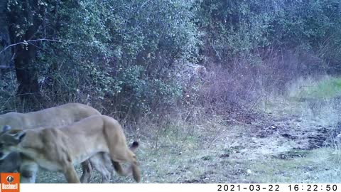 Mountain Lion (Puma concolor) Mating Vocalizations