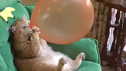 Cute and funny cat video