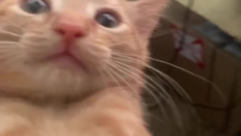 Spicy Kitten-sitting cat 😺