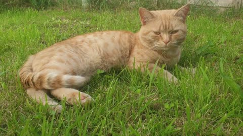 Cat Lying Down on the Grass