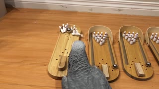 Parrot loves to play with mini bowling set