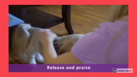 How To Train Your Dog To Sit - Step 1 - Dog Training Video For Beginners