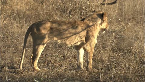 A young adolescent Lion, (Panthera leo) in dry grass sneezing shaking head