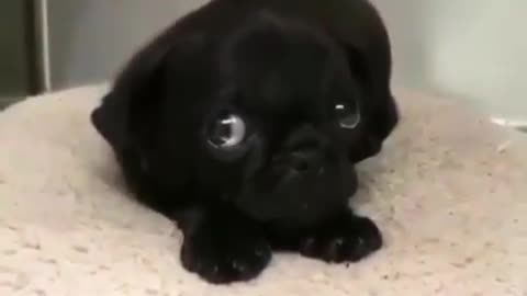 A cute little black dog