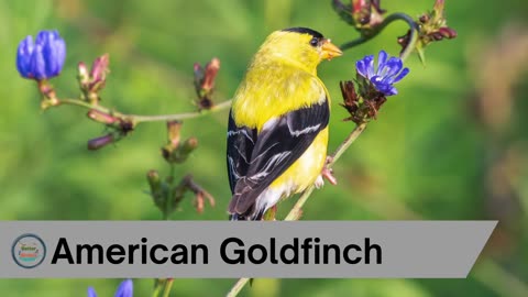 se-11-American-Bird-Songs-_11.mp4