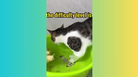 Funny Cat Jumps Into The Water and Swims With The Duckling.
