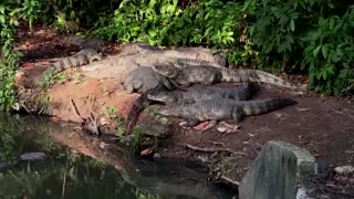 Brazilian biologists work to save Rio's caiman species