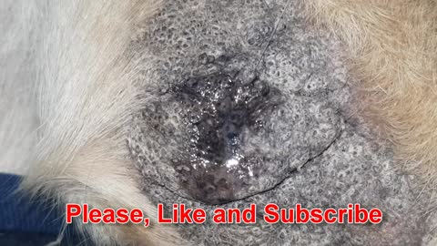 it came back again , the blackheads of dog's elbow
