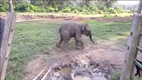 Baby Elephant Got Scared